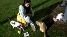 Given food to stray cats