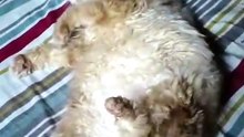 Macy Persian Cat