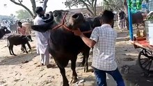 Bilaspur Bajar Uttar Pradesh | Pashu Mandi | buffalo Mandi video