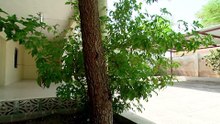 مسلسل عندما تغني الزهور - الحلقة 28