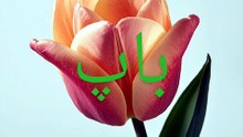باپ