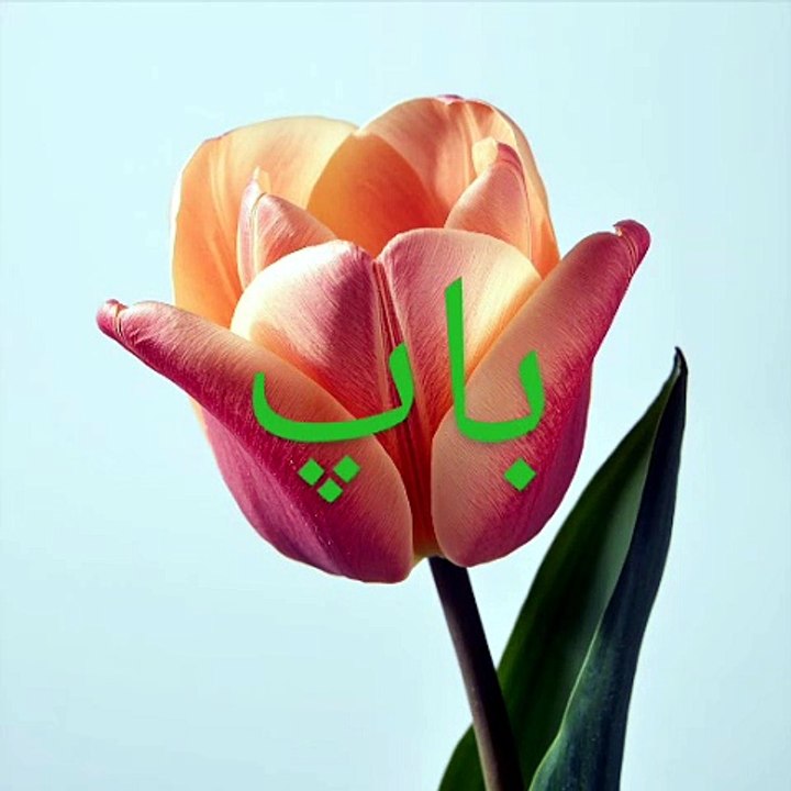 باپ