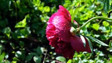 Symphonie Florale _ Piano Doux et Rosée du Matin pour un Réveil Paisible