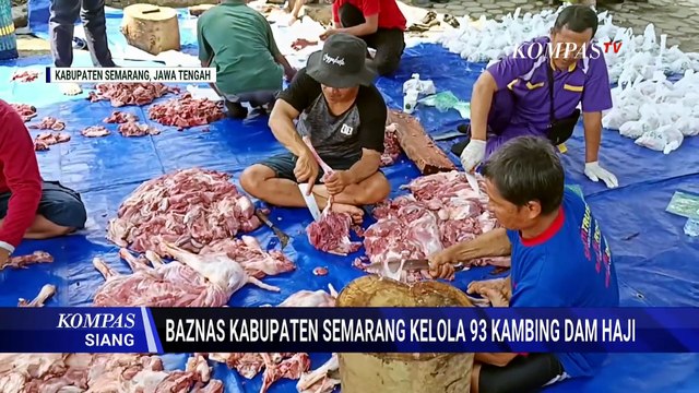 Perdana, Baznas Kabupaten Semarang Kelola Penyembelihan 93 Ekor Kambing Dam Haji Jemaah