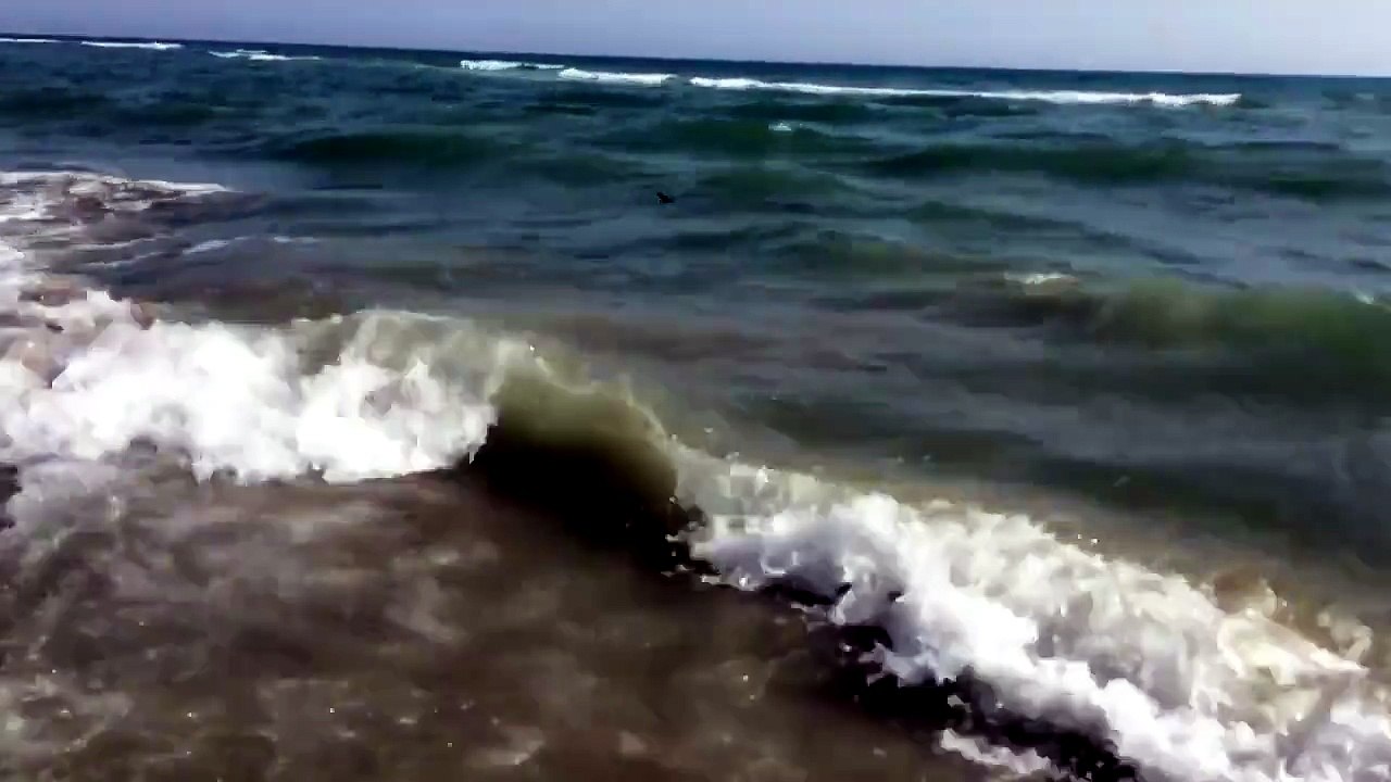 Dopo la Sardegna, la spiaggia di Ostia: squalo vicino alla costa