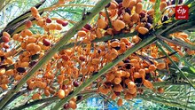 കുല കുലകളായി ഈന്തപ്പഴം; അപൂർവ കാഴ്‌ച ഒരുക്കി തോട്ടുമുക്കം ജുമാ മസ്‌ജിദ്