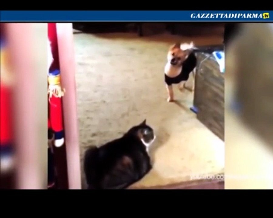 L'eterna lotta fra cani e gatti