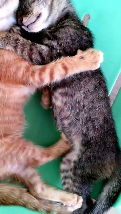 Cat lover