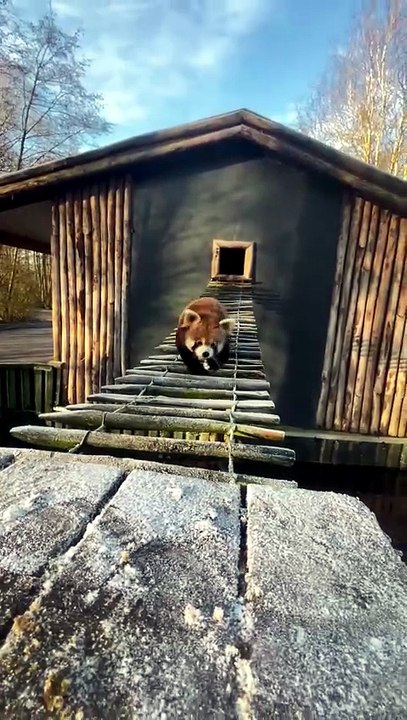 Warning: This Red Panda Might Melt Your Heart! ❤️