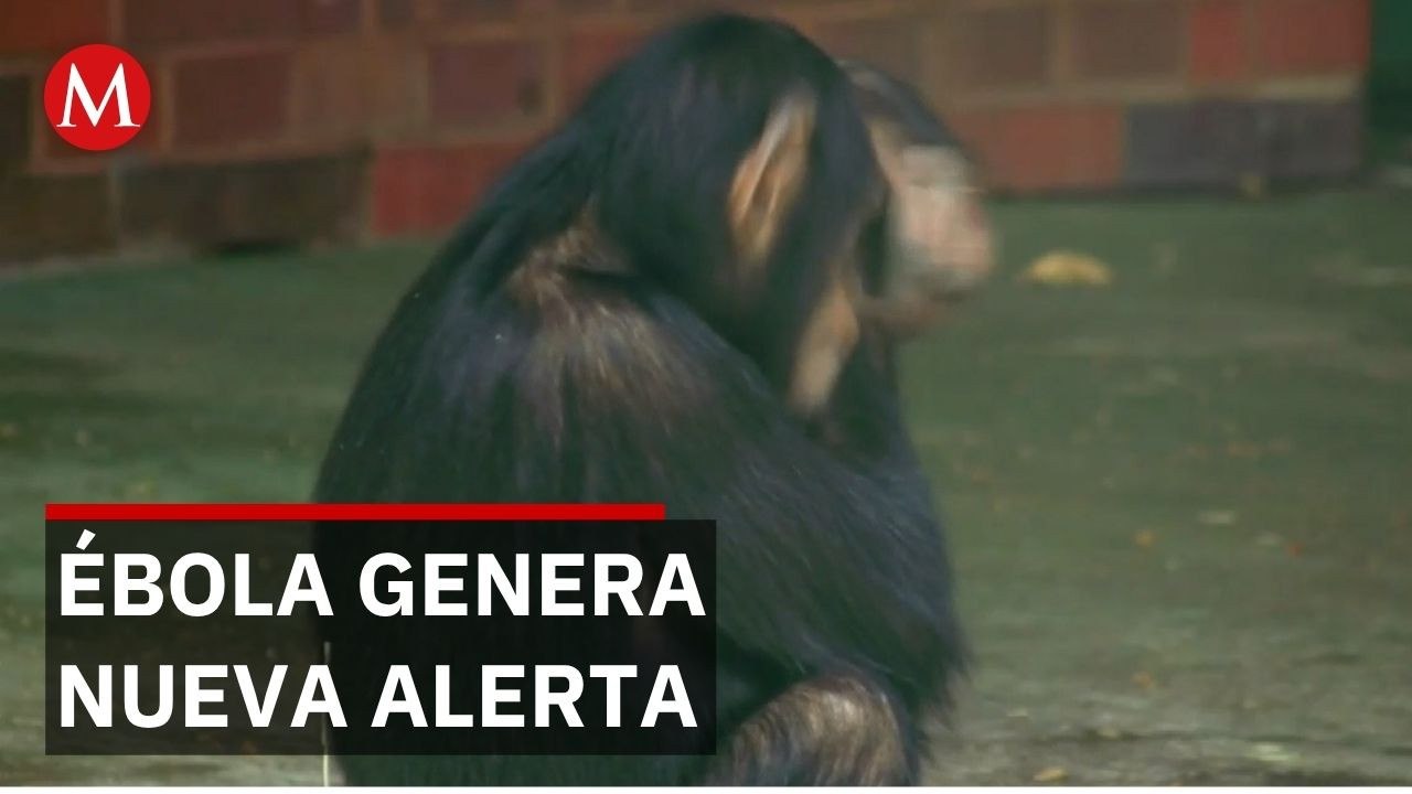 Expertos alertan que el consumo de fauna silvestre favorece brotes de ébola en África