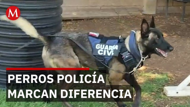 Binomios caninos se convierten en aliados clave de la seguridad en Michoacán