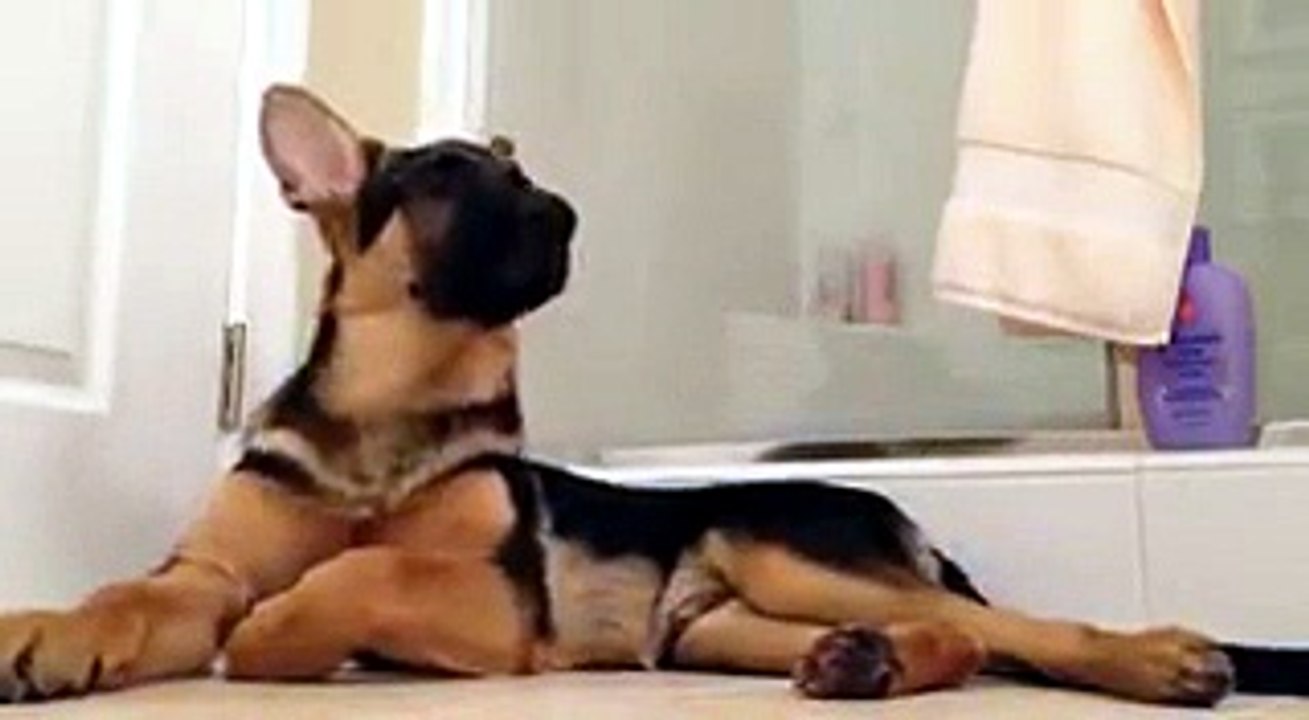 Questo canta da cani!