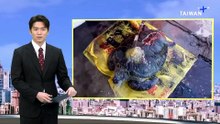 Sea Turtle Rescued in Changhua With Chinese Tracker Attached