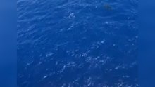 Parasailor drohen neben Hai zu landen