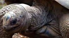Sweet animals video