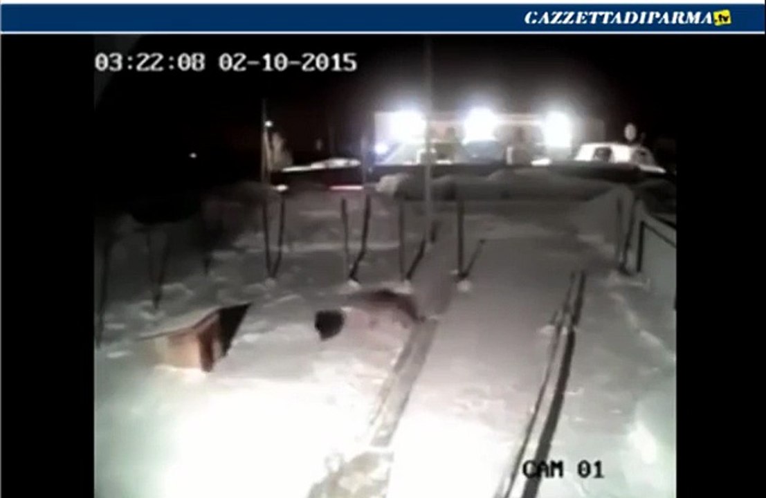 Il cane affronta il lupo e viene azzannato