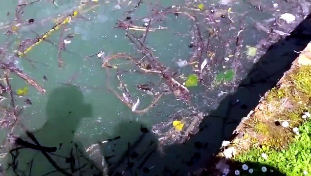 Un lettore: Tartarughe morte nel laghetto del Parco Ducale