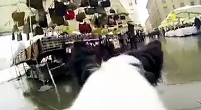Parma..da cani: la città vista dal basso