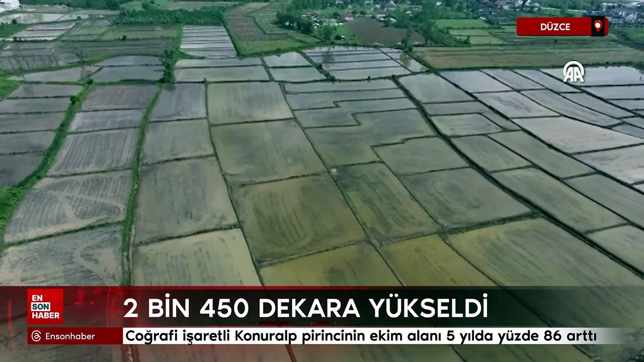 Düzce'de coğrafi işaretli Konuralp pirincinin ekim alanı 5 yılda yüzde 86 arttı