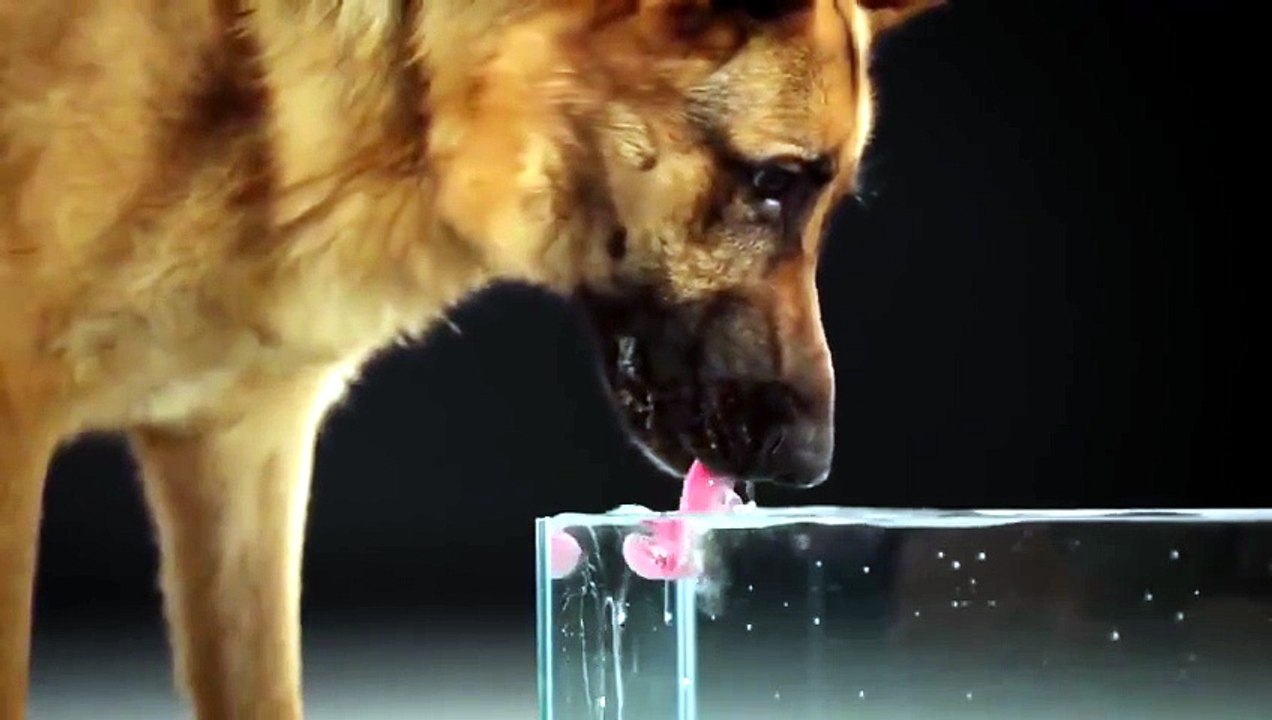 Così bevono i cani. In  slow motion Video
