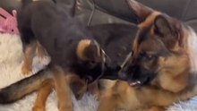 💕💕Funny German shepherd dog 🐶🐾#cute German shepherd dog #sweet German shepherd dog #aswome German shepherd funny #fun #short reels 🐾🐶follow me please subscribe plz like