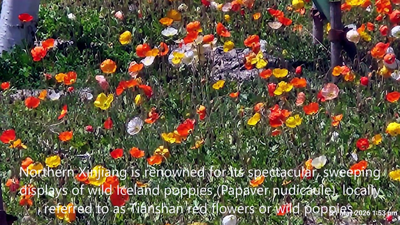 Iceland Poppies, Northern Xinjiang