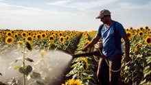 Organic vegetable organic farming organic fruit