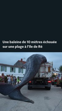 Une baleine de 12 mètres échouée sur une plage à l’île de Ré