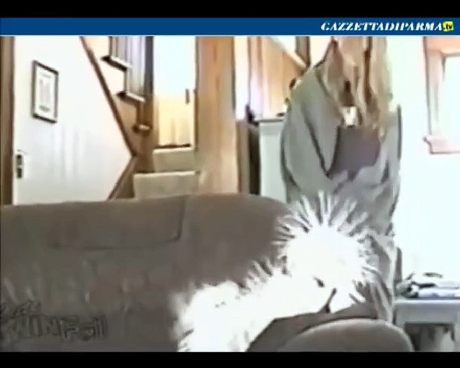 Il cane elettrostatico
