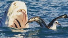 Requin tigre : le plus redouté des mangeurs d’hommes !
