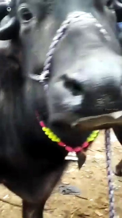 Bhains Bajar | Bilaspur Pashu Mandi | shorts