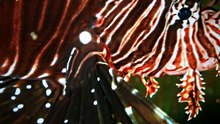 This Bird Sings TWO Songs at Once 🔥