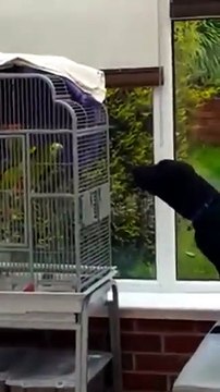 Cane o pappagallo, chi abbaia più forte?