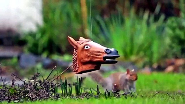 Lo scoiattolo che voleva diventare un cavallo