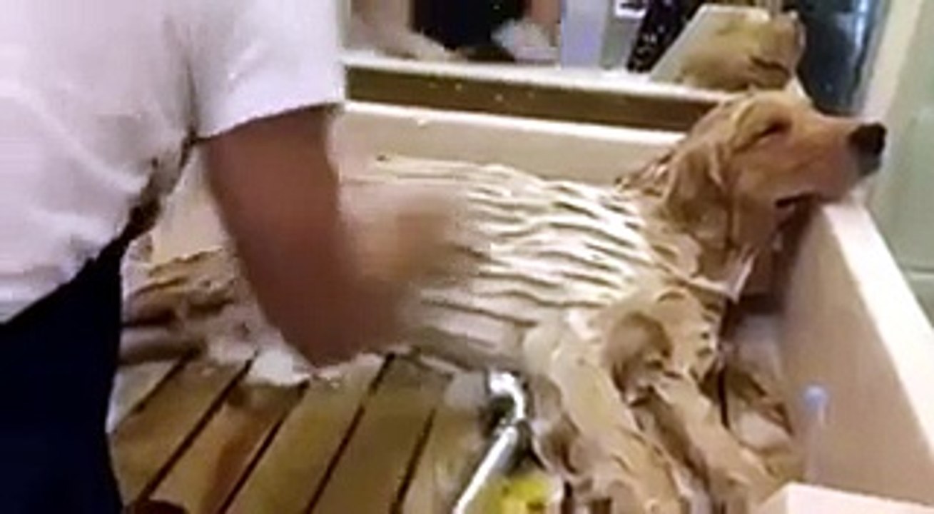 Un cane rilassato