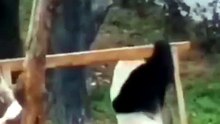 Animals funny video 😂