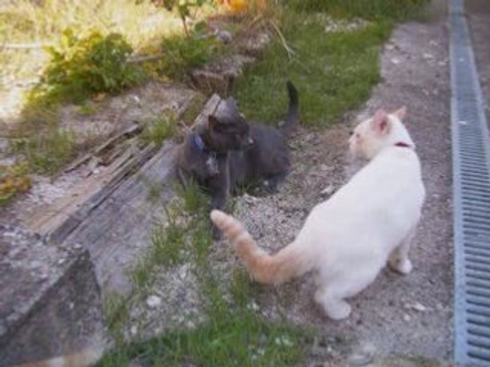 Les chat