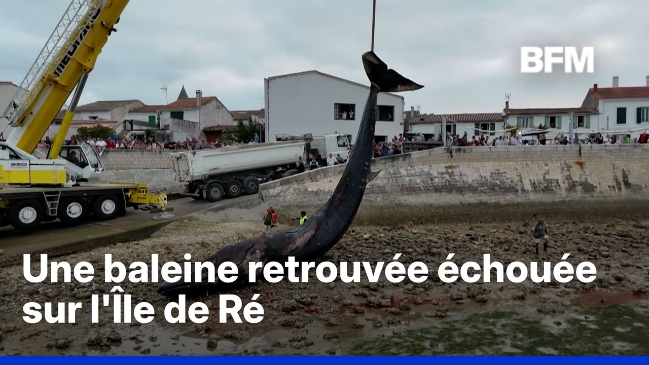 Une baleine a été retrouvée échouée sur une plage de l'île de Ré