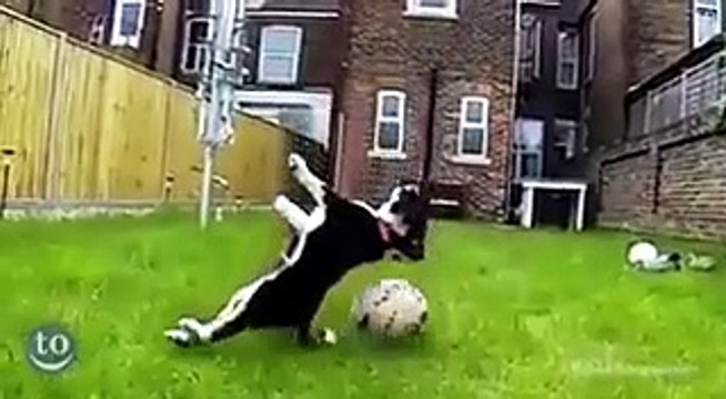 Quando il cane è una frana...