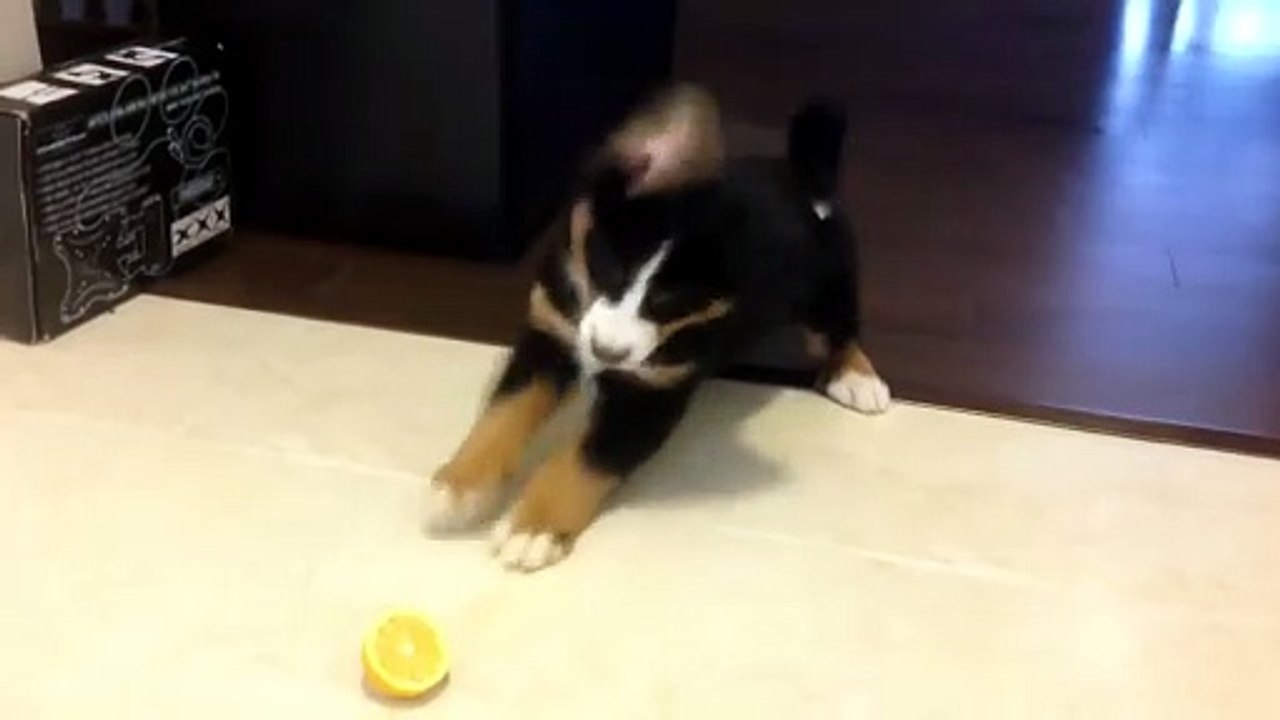 Il mio fido "aspro" compagno di giochi