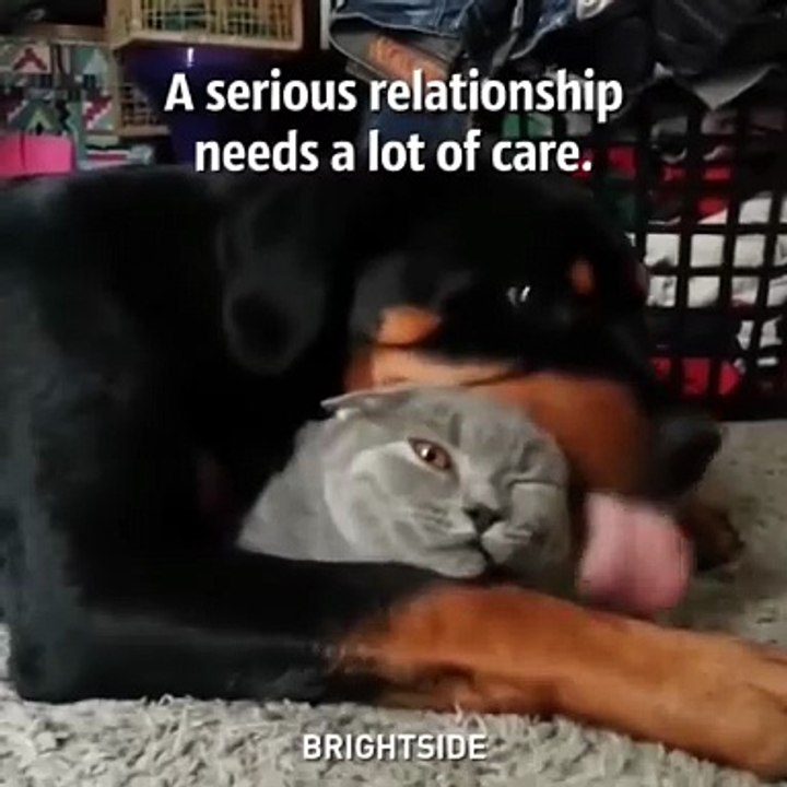 L'attimo di coccole infinite tra cane e gatto