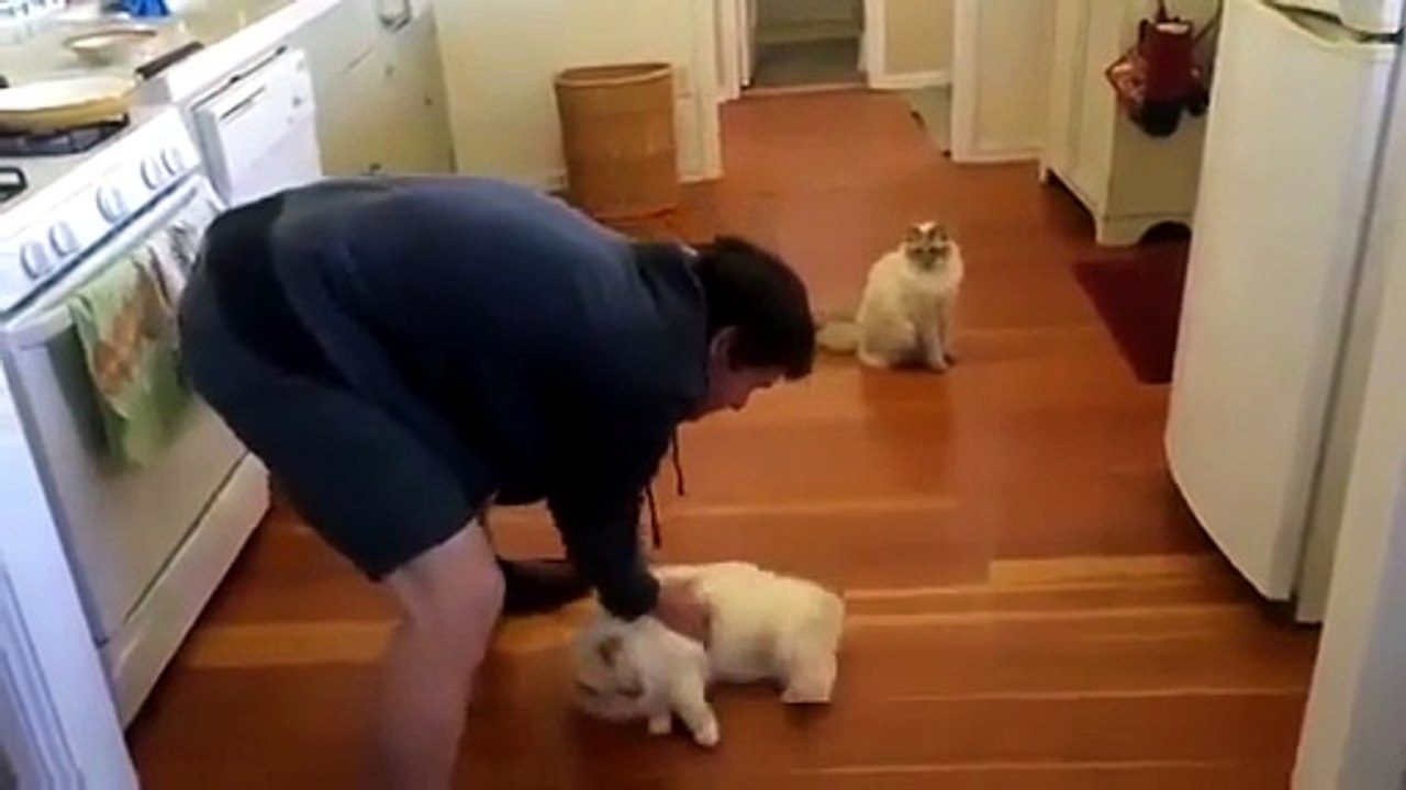 Scivolate cat-style sul parquet