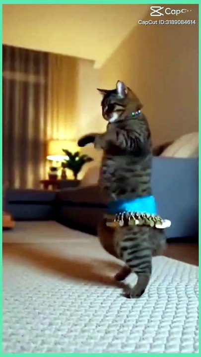 Danza gatto ♥️