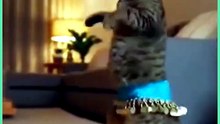 Danza gatto ♥️