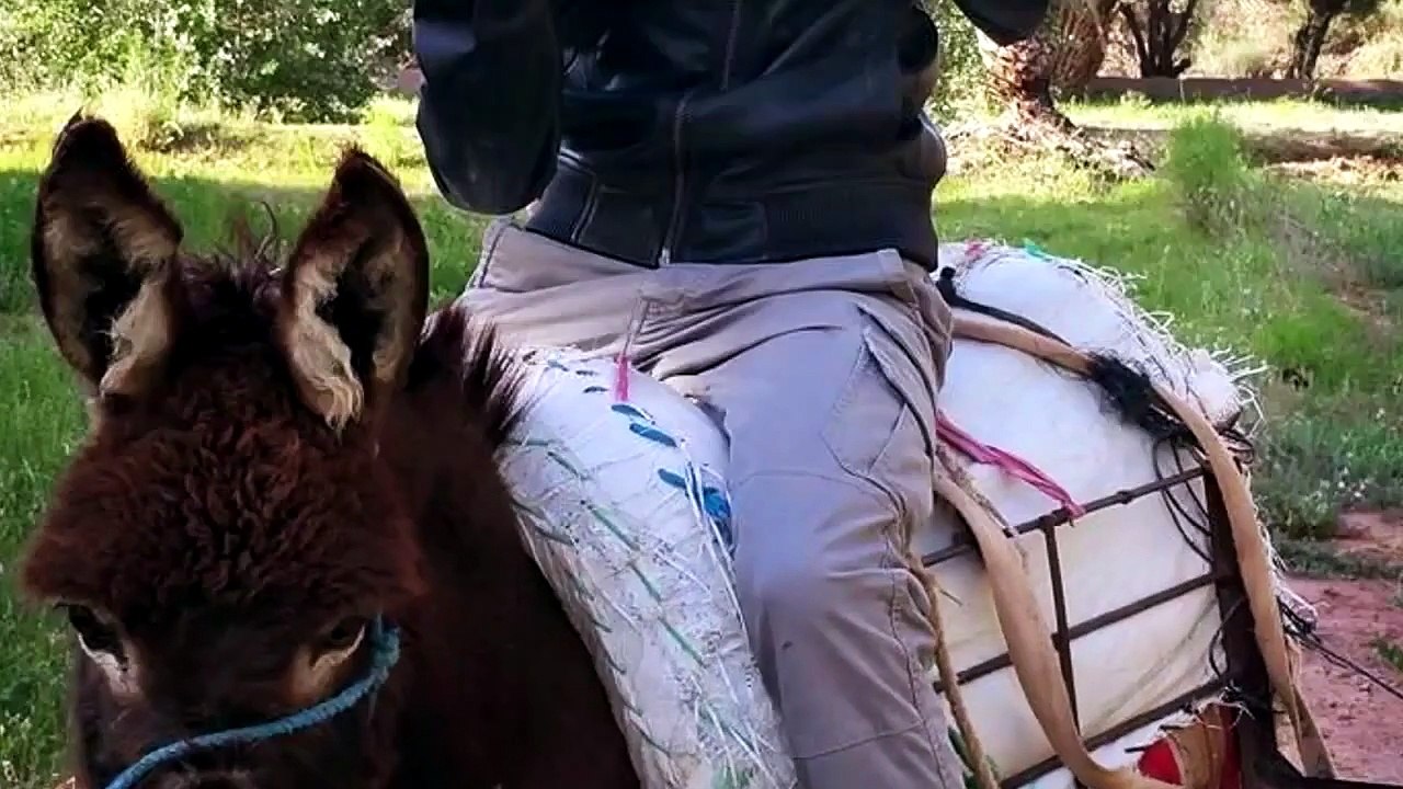 Sedurre una capra