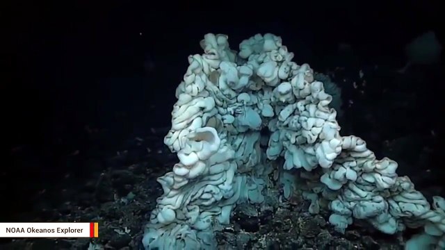 Trovata maxi spugna grande quanto un furgoncino: potrebbe essere il più vecchio essere vivente