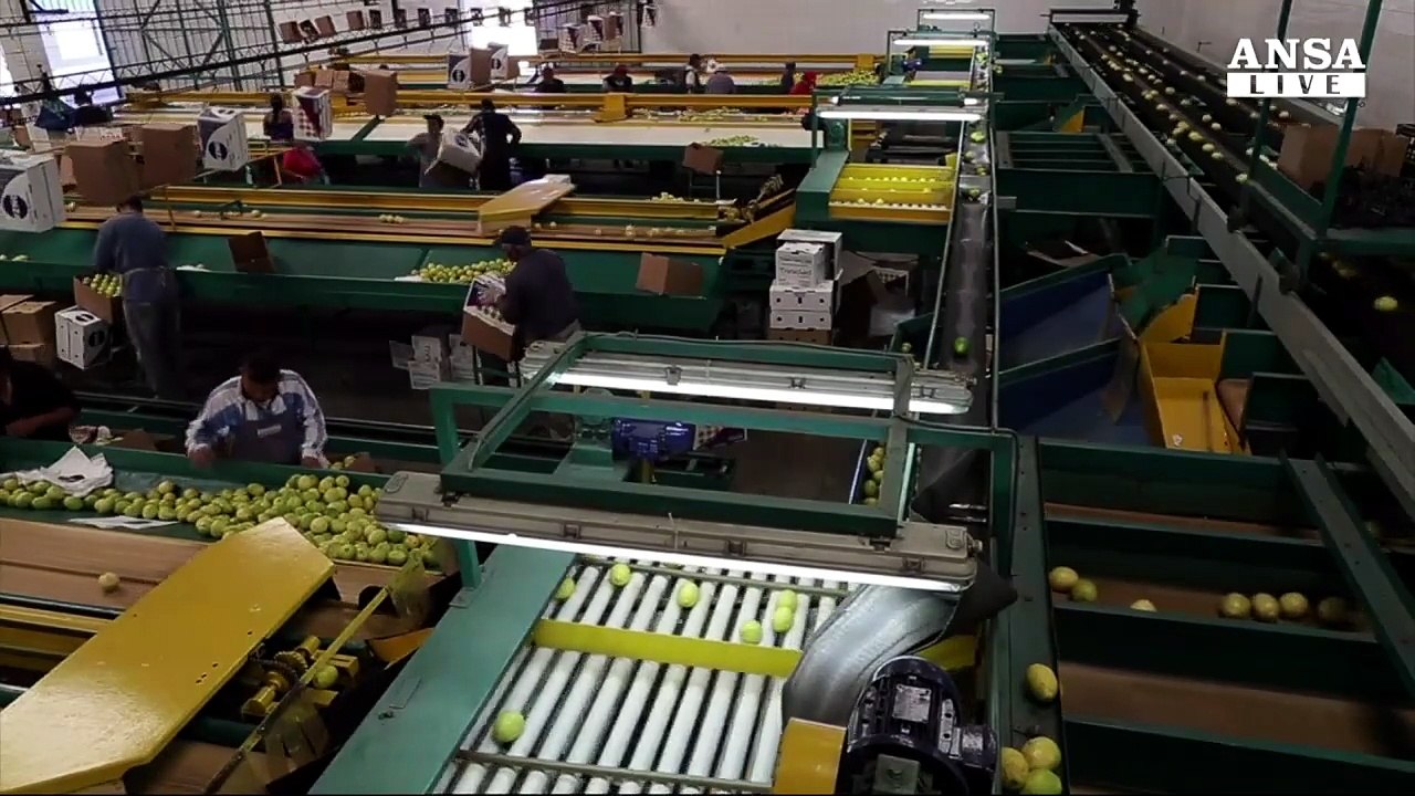 Stop di Trump ai limoni argentini