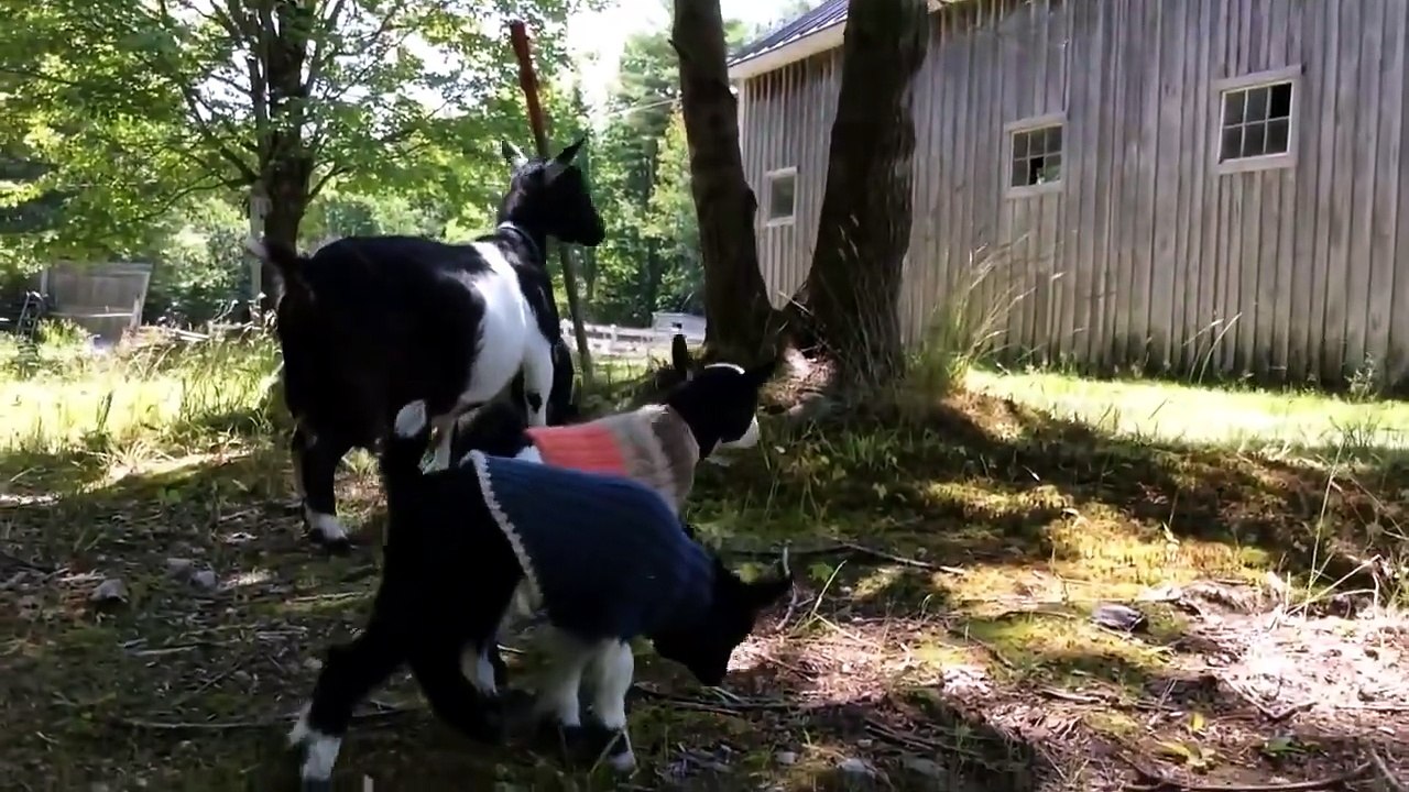 video caprette - Mamma Olive con  Ramona, Juno e Mabel