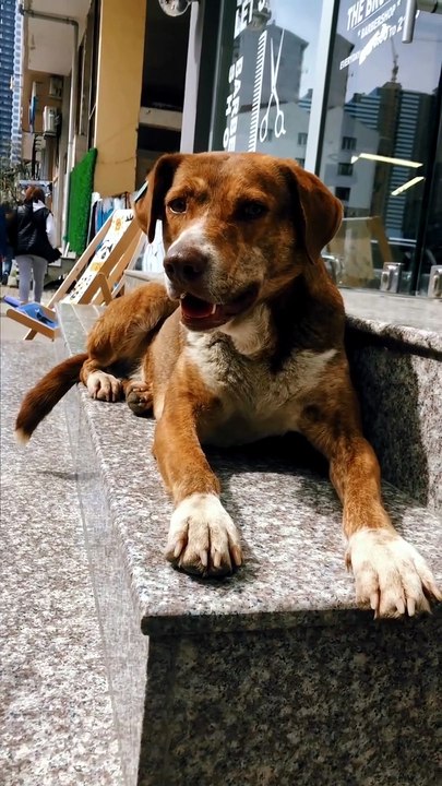 https://dndogcat.cc.cd/