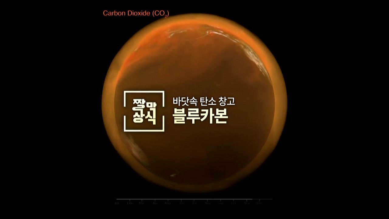 [짤막상식] 바닷속 탄소 창고, 블루카본(Blue Carbon) / YTN